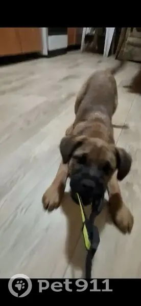 Пропал собака, Школьная улица, 153, Будённовск - тёмно коричневый и светлые пятна - photo