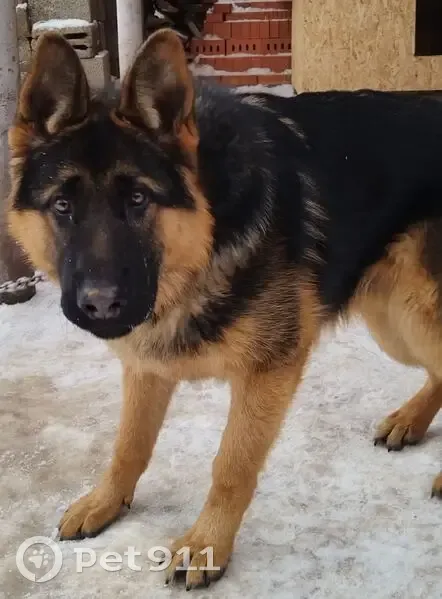 Пропала собака, мужской, Вокзальная улица, 19А, городской округ Бузулук - чёрный с рыжими лапками и белыми полосками - photo