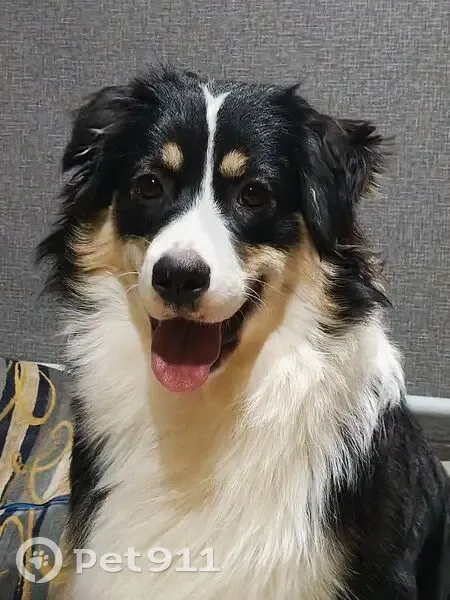 Пропала собака, Черноморская улица, Нижний Тагил - отзывается на 