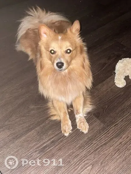 Пропал собака, Молодёжная улица, Йошкар-Ола - рыжий шпиц с шлейкой - photo