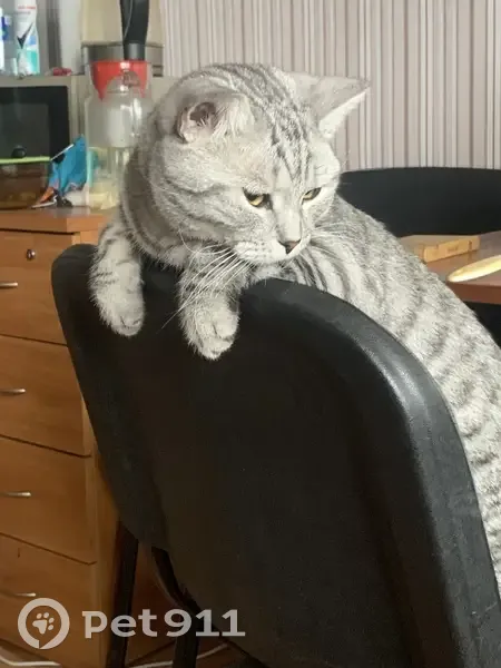 Пропал кот, бульвар Трудящихся, 39, Колпино - photo