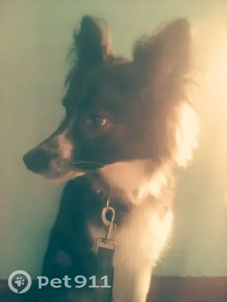 Пропала собака, улица Мирошниченко, Красноярск - бордер колли с белыми лапками - photo