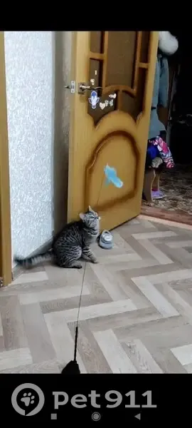 Пропала кошка, Борисоглебск, Воронежская область - серая в полоску с кисточками на ушах - photo