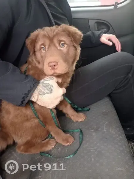 Пропал собака, Ленинградский проспект, Железногорск - шоколадный цвет, одета шлейка - photo