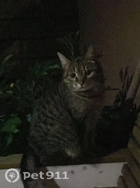 Пропал кот, улица Семашко, Арзамас - коричневый окрас с черной полоской - photo