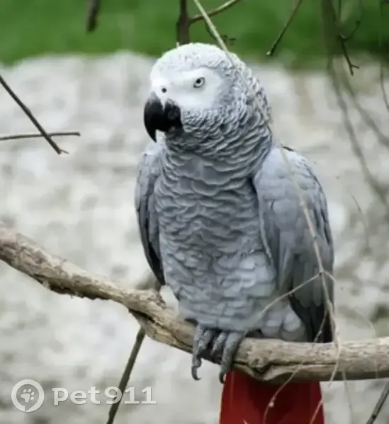 Пропала птица, Мирная улица, 1, Сочи - попугай Жако с выщипанной грудкой - photo