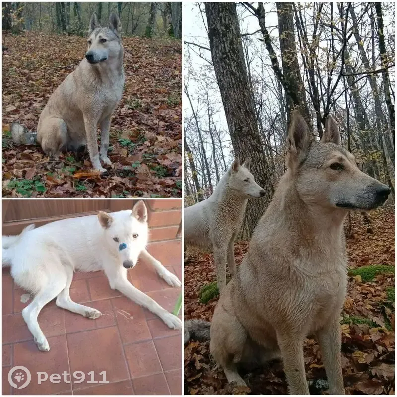 Пропала собака, Гаражная улица, 32, Белый - охотничья лайка - photo