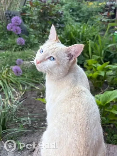 Пропал кот, Владимирская улица, 14, Ростов-на-Дону - белый с рыжими подпалинами - photo