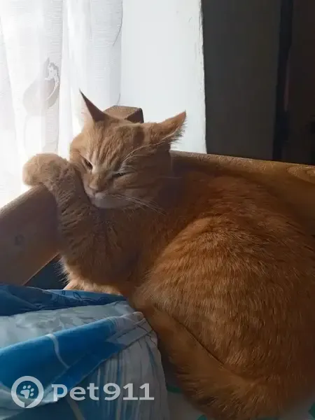 Пропал кот, 2-й проезд Стасова, 5, Краснодар - рыжий, 9 месяцев - photo