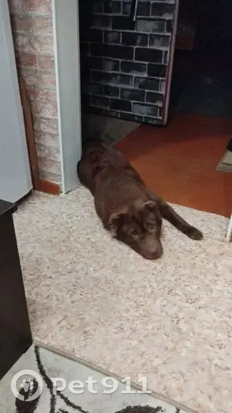 Пропала собака, Железногорск, Красноярский край - в районе Ленинградский 49 - photo