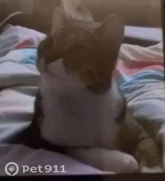 Пропала кошка, Удмуртская улица, Волгоград - бело-серый окрас, боится всех - photo