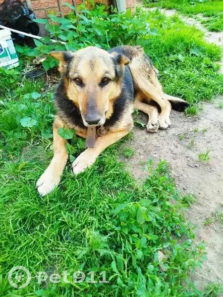 Пропала собака, Комиссариатская улица, 11, Усады - немецкая овчарка, 13 лет - photo