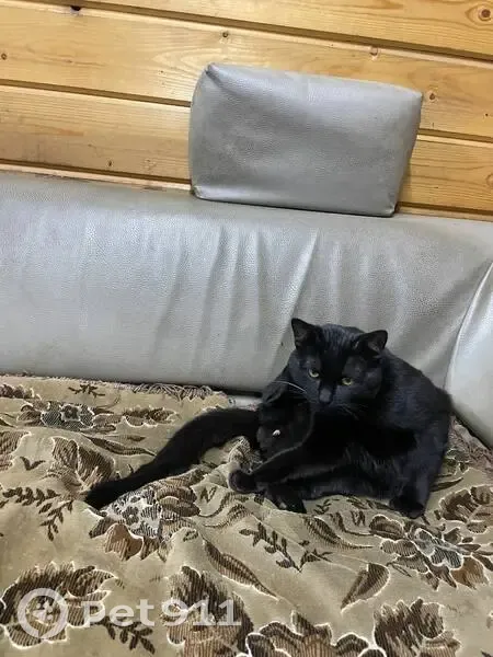 Пропал кот, Ольховая улица, 80А, Вологда - чёрный, один белый ус - photo