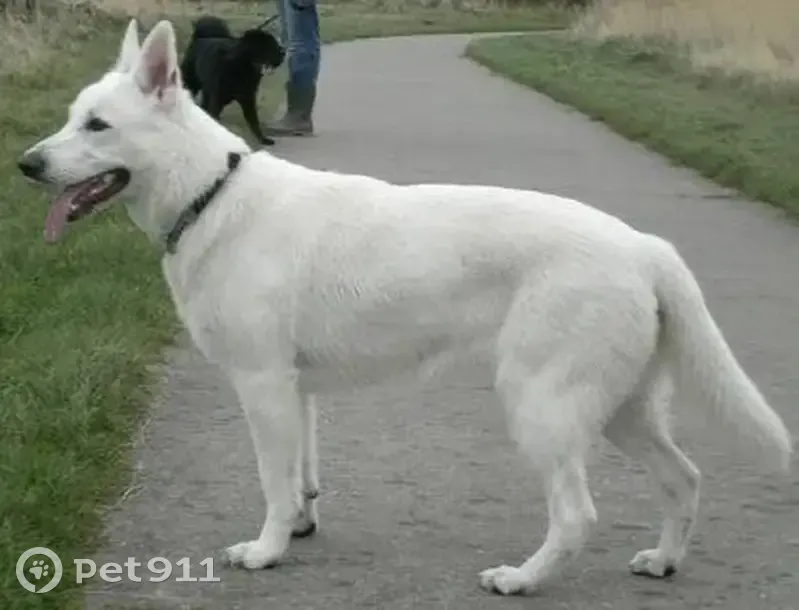 Пропал собака, Липецк - швейцарская овчарка чисто белая, черный ошейник - photo