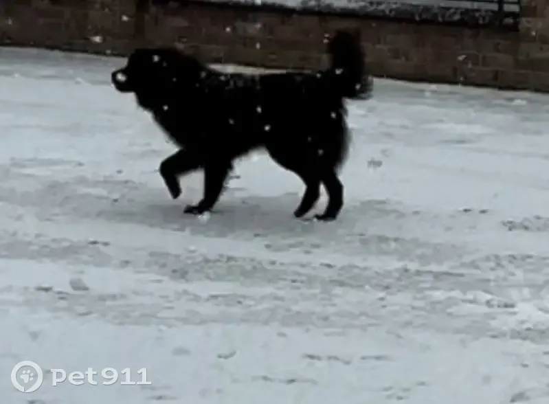 Пропал собака, улица Кирова, 1Б, Тлюстенхабль - черного цвета, без породы - photo