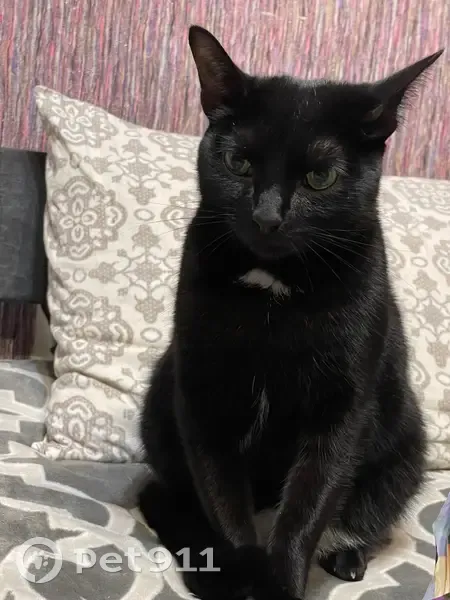 Пропал кот, улица Анциферова, Йошкар-Ола - кастрирован, 1,5 года - photo