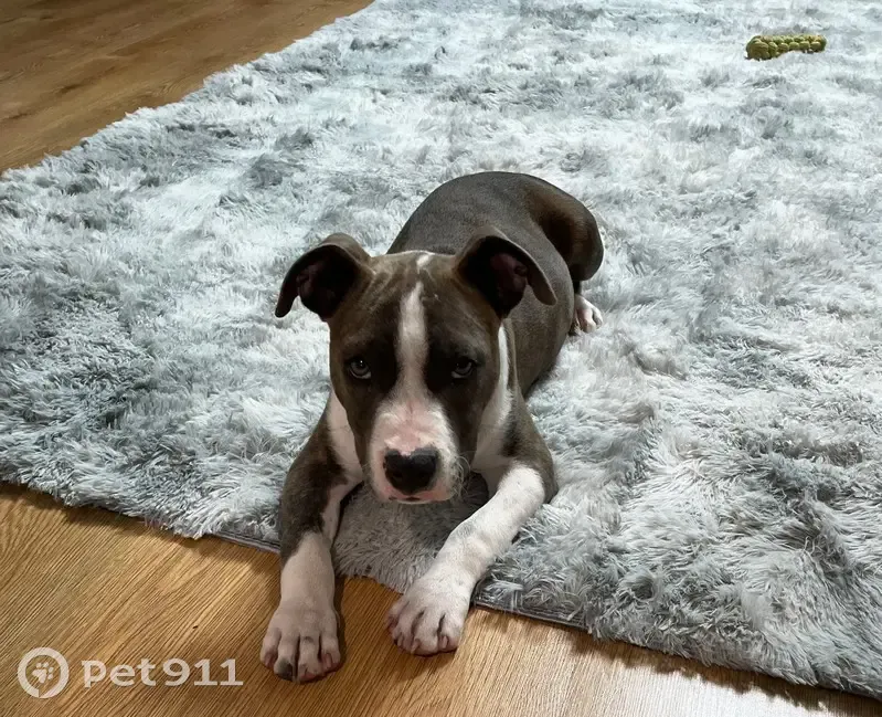 Пропала собака, женский пол, улица Маерчака, Красноярск - пятнышки на груди и пятнистый пятачок - photo