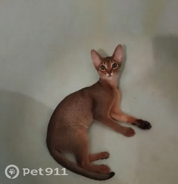 Пропала кошка, проспект Энгельса, 7 литВ, Санкт-Петербург - абиссинская порода - photo