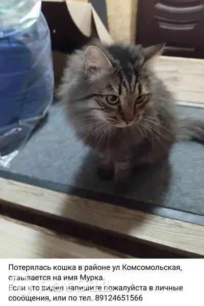 Пропала кошка, Комсомольская улица, 15, Кизнер - пушистая, отзывается на имя Мурка - photo