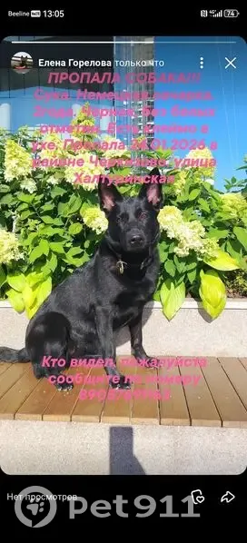 Пропала собака, Хапиловский проезд, Москва - немецкая овчарка, черный окрас - photo