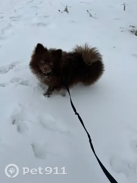 Пропал шпиц, улица Бувина, 227Б, Темрюк - коричневый, с ошейником - photo