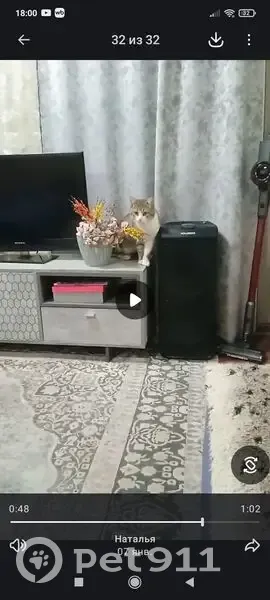 Пропал кот, Вишнёвая улица, 132, Светлоград - отзывается на имя Вася - photo