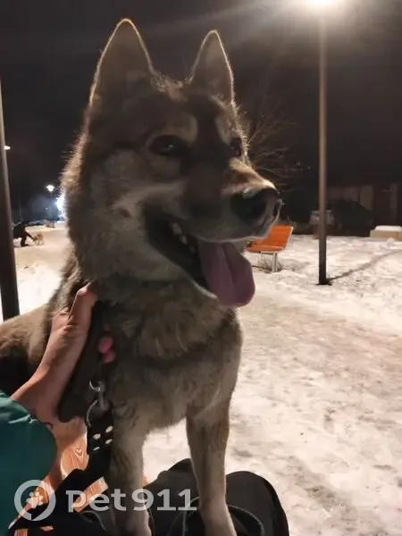 Пропала собака, Сысерть, Свердловская область - метиска лайка, хаски - photo