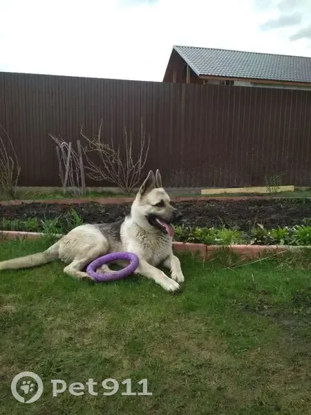 Пропала собака, Центральная улица, 9, Раменский - светлый чепрачный окрас, плохо слышит - photo