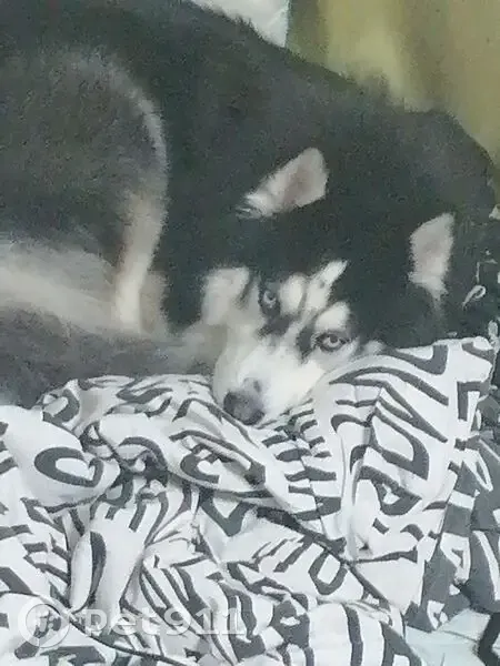 Пропал собака, Школьная улица, 7, Нахабино - черно-белый с голубыми глазами - photo