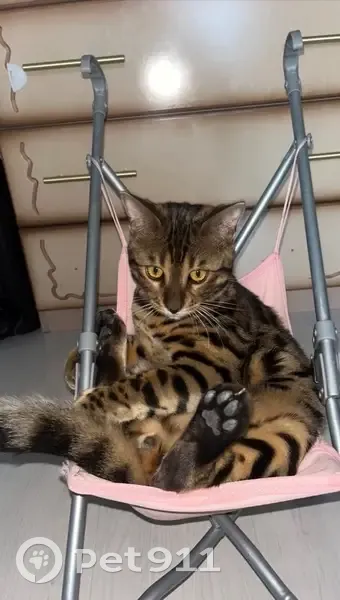 Пропал кот, Центральная улица, Лямцино - нуждается в уколах - photo