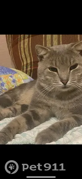 Пропал кот, Энергетическая улица, 56, Таганрог - серый, ушки похожи на британца - photo