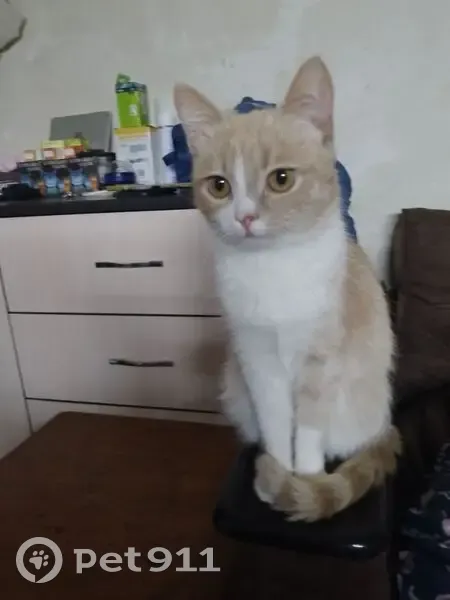 Пропала кошка, проспект Ленинского Комсомола, 60, Шахты - рыжая с белым окрасом - photo