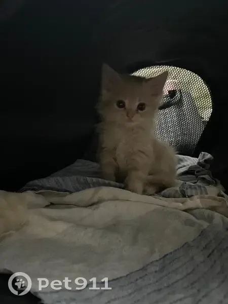 Пропала кошка, улица Тургенева, 34, городской округ Новочеркасск - выскочила со двора - photo