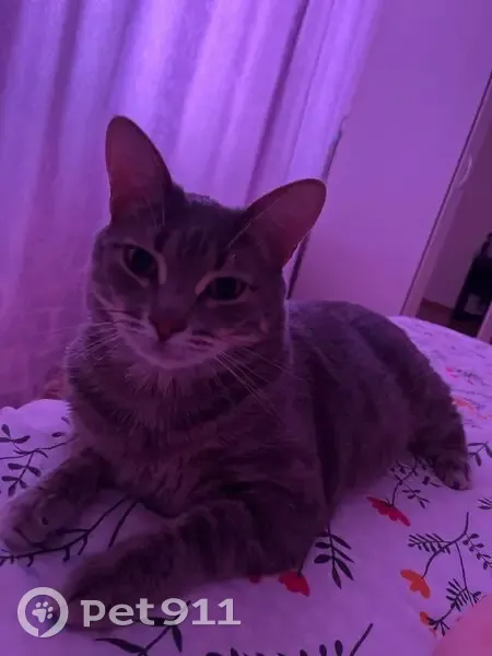 Пропал кот, улица Специалистов, 24, Сургут - серый окрас и высокий рост - photo