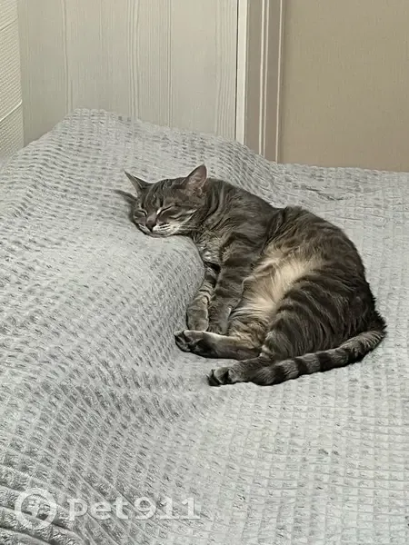 Пропала кошка, улица Специалистов, 24, Сургут - Платон, пугливый - photo