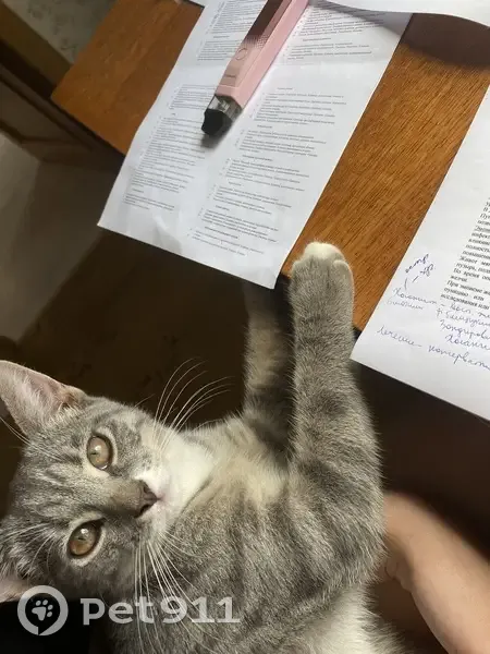 Пропал кот, Приозёрная улица, Круглое - игривый и ласковый - photo