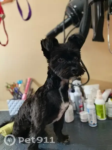 Пропал собака, Московская улица, 41А, Ессентукская - мальчик скучает за своим другом - photo