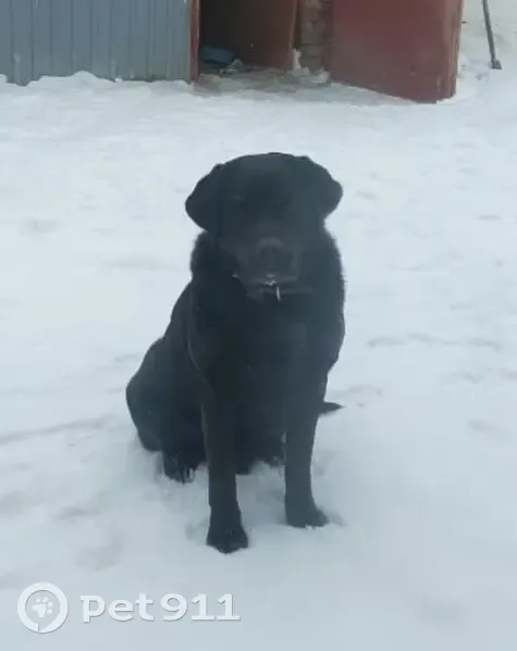 Пропал собака, улица Героев Революции, 23, Менделеевск - черный лабрадор - photo