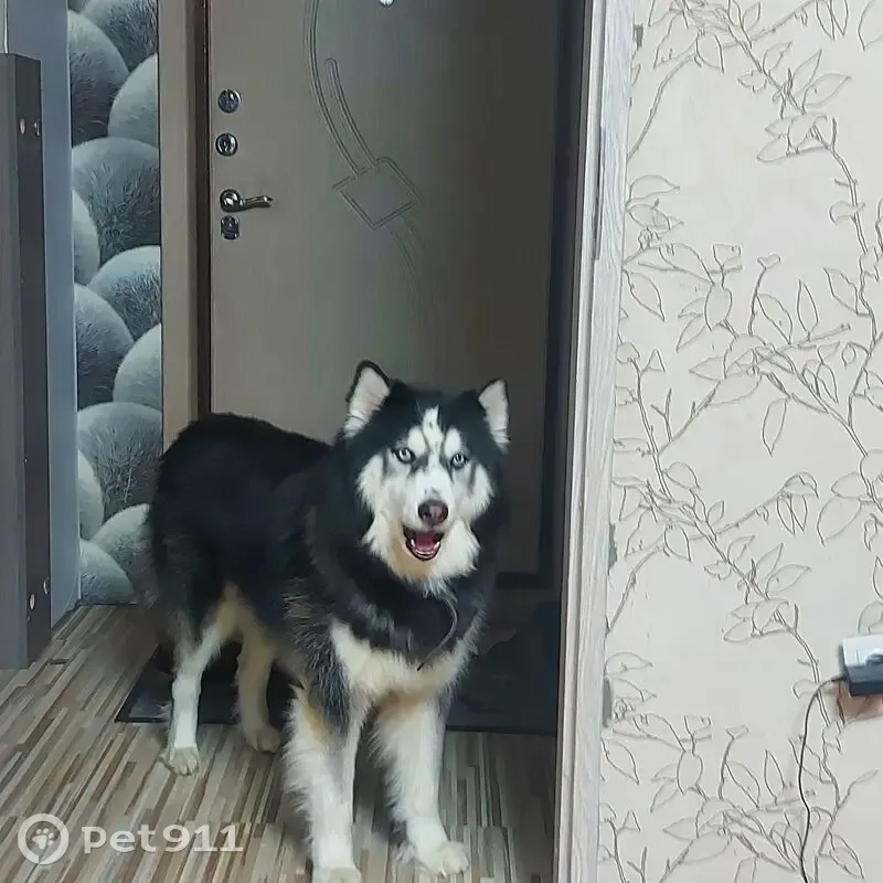 Пропал собака, Чёрная, Московская область - чёрно-белый с голубыми глазами - photo