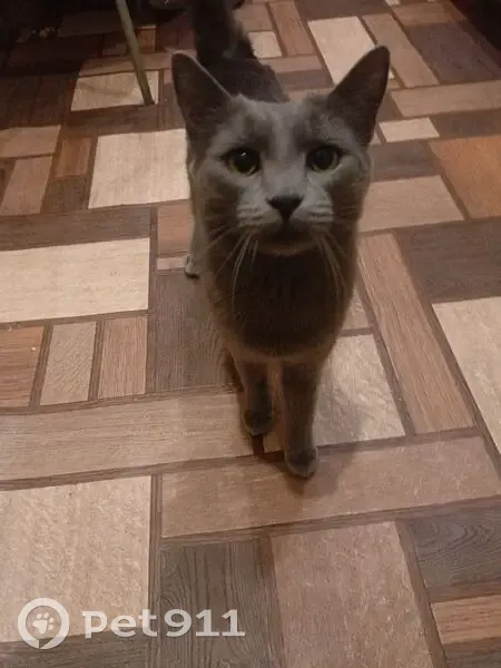 Найдена кошка, улица Нижняя Дуброва, 54 к4, Владимир - окрас серый, девочка - photo