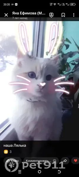 Пропала кошка, проспект Циолковского, 21Г, Дзержинск - трёхцветная с голубыми глазами - photo