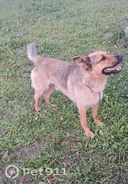 Пропал собака, Булгаково, Башкирия - дружелюбный рыжий пёс - photo