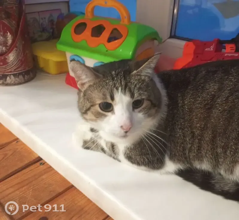 Пропал кот, улица Урицкого, 8, Княгинино - подарок из ветклиники - photo