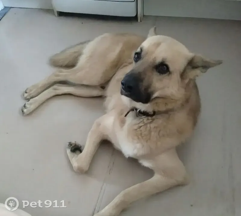 Пропал собака, мужской, 38-я линия, 73, Ростов-на-Дону - photo