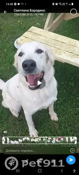 Пропала собака, женский пол, улица Свердлова, 35/20, Подольск - похожа на лабрадора - photo