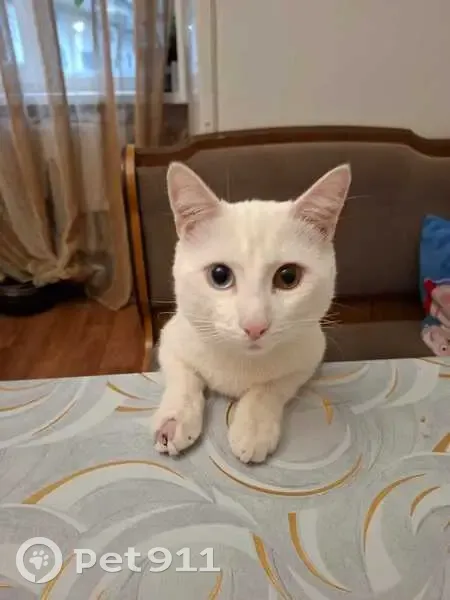 Пропал кот, улица Генерала Петрова, 23, Российский, Краснодар - заметные залысины на передней лапе - photo