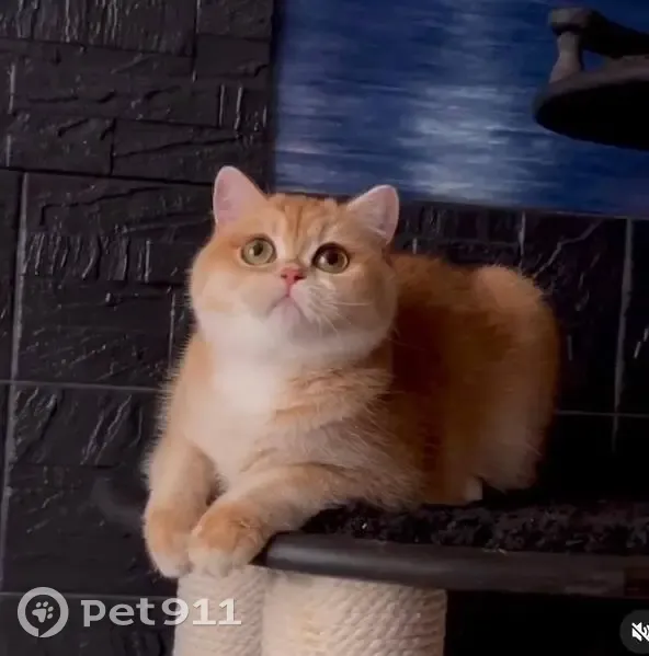 Пропала кошка, улица Кравченко, 12, Москва - шоколадный окрас, кличка Шоколадка - photo