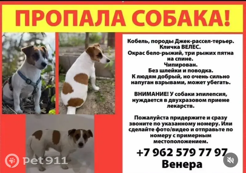 Пропал собака, Скотские вершины, Казань - кобель 5.5 лет, бело-рыжий окрас - photo