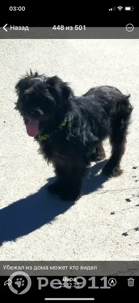 Пропал собака, Добровольский сельсовет, Новоорский поссовет - чёрный кучерявый - photo
