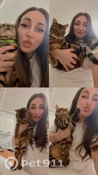 Пропал кот, Дорожная, Домодедово - бенгальский кот - photo